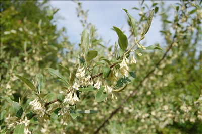 Autumn and Russian Olives Autumn and Russian Olives