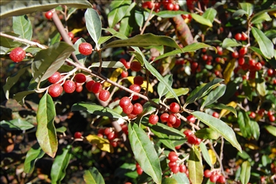 Autumn and Russian Olives Autumn and Russian Olives