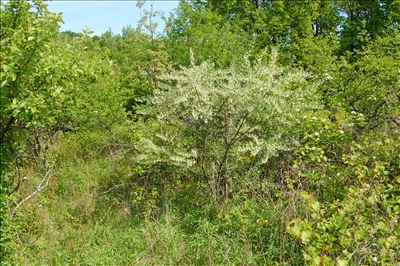 Autumn and Russian Olives Autumn and Russian Olives