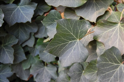 English Ivy English Ivy