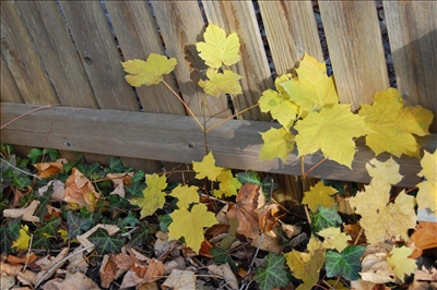 Little Norway Maple Little Norway Maple