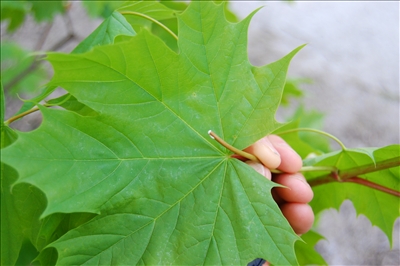 Norway Maple Sap Norway Maple Sap