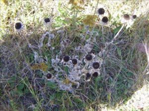 Black Eyed Susan Seed Pod